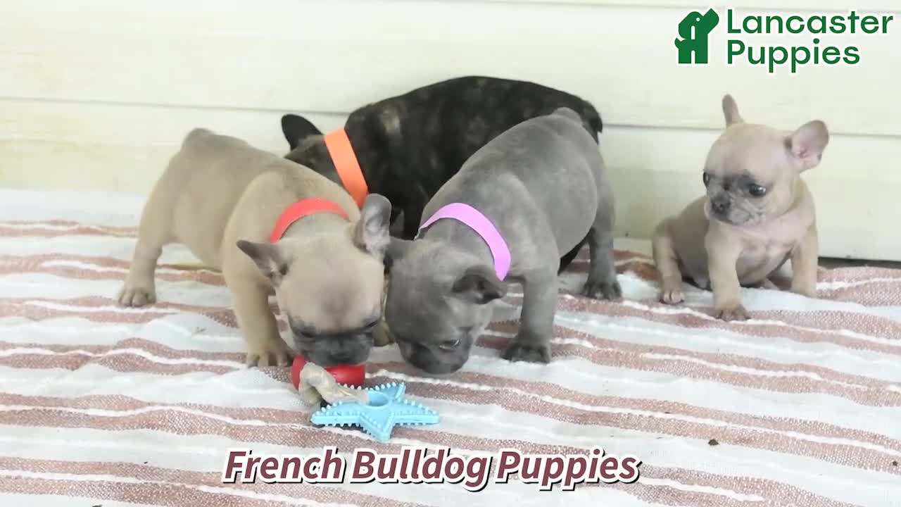 French Bulldog dogs for sale: Tim - Video 1