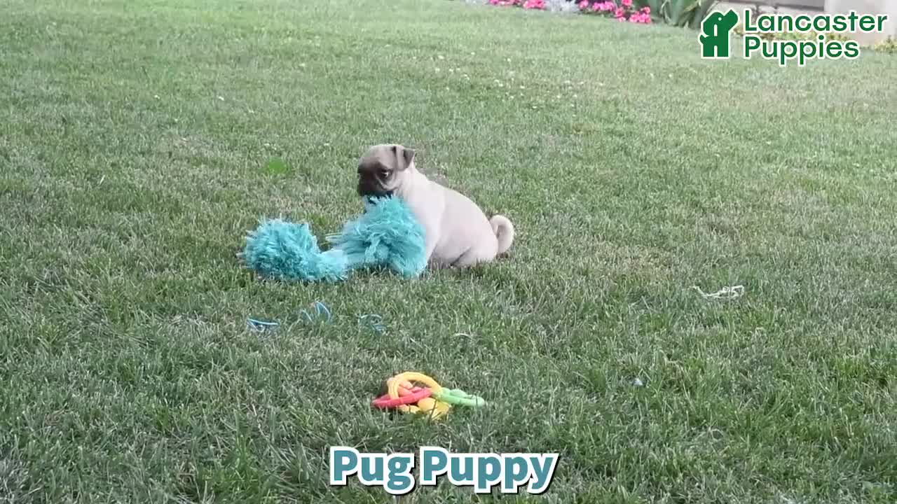 Pug dogs for sale: Kaylee - Video 1