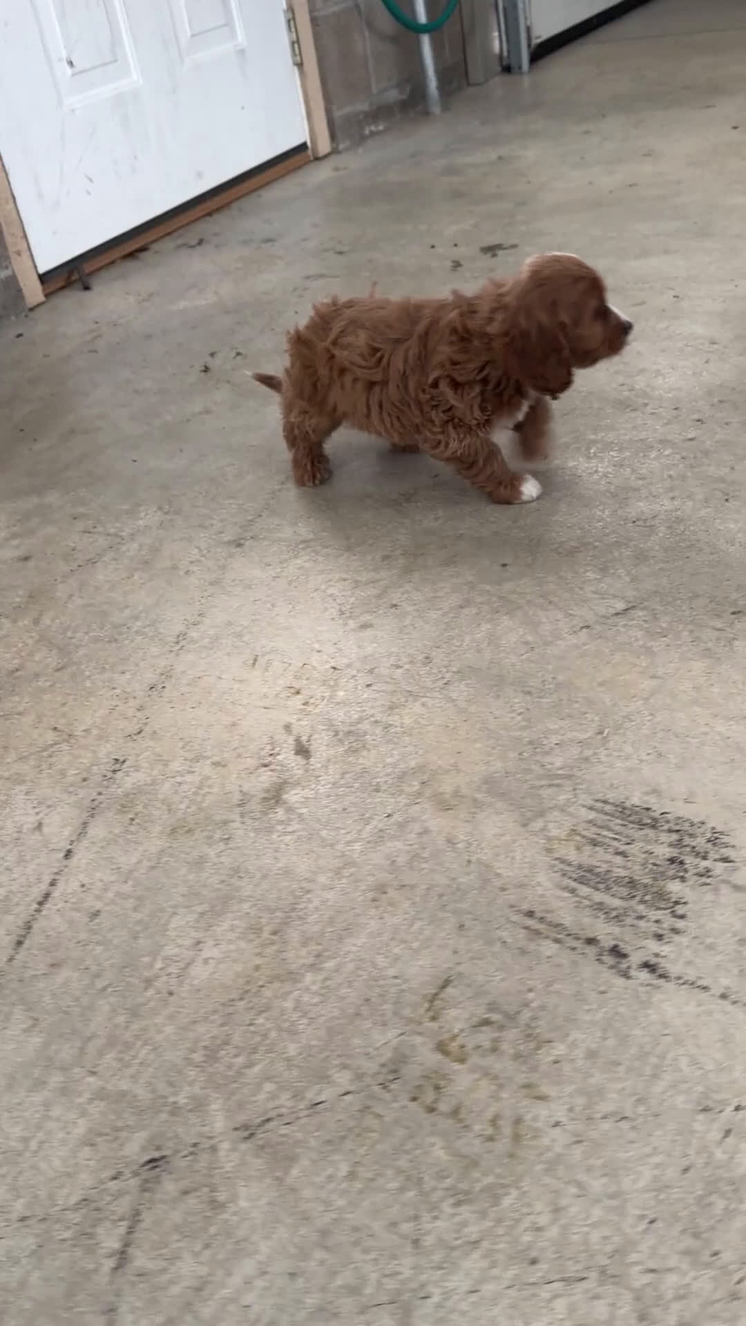 Cavapoo dogs for sale: Maple - Video 2