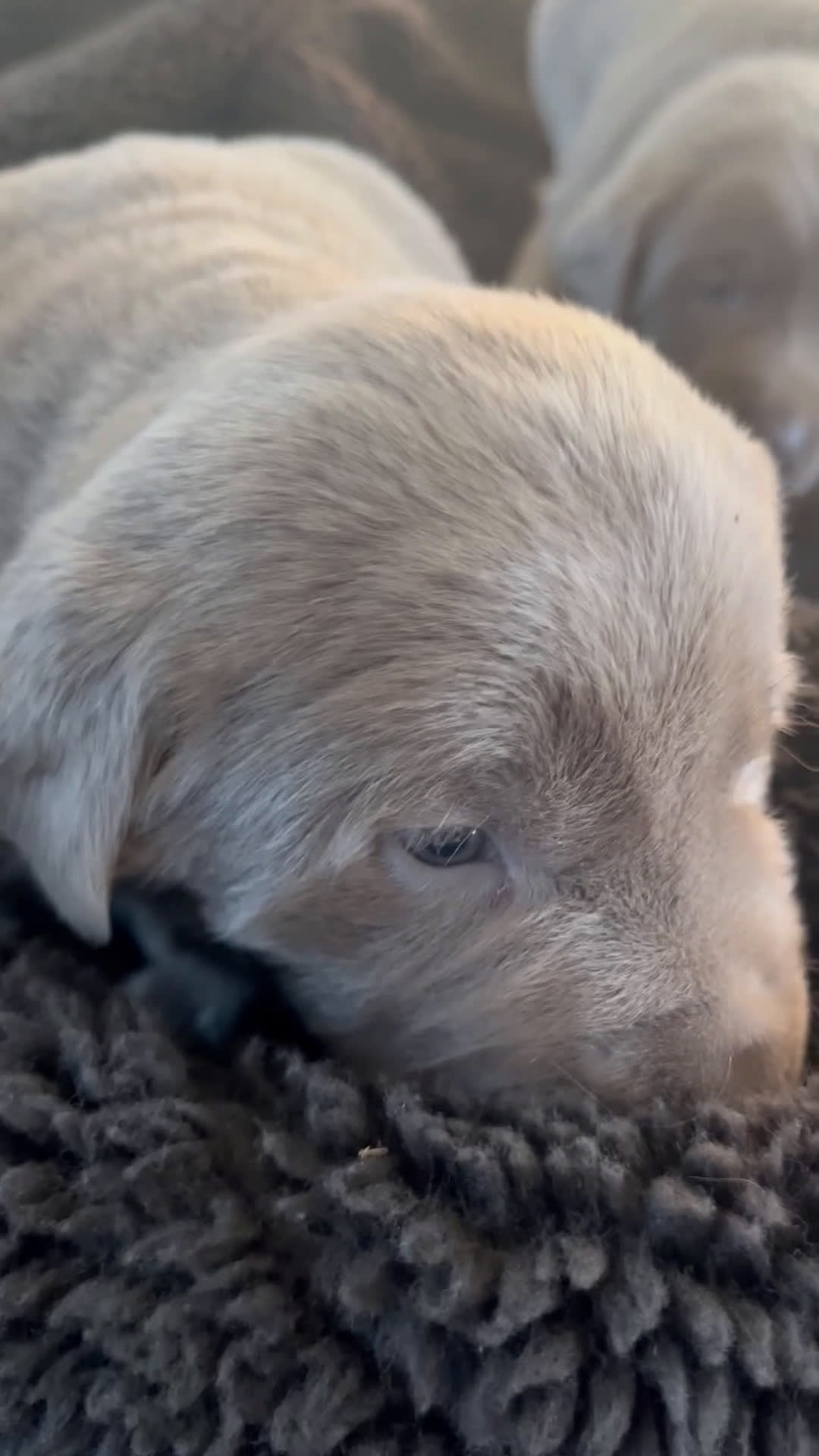 Labrador Retriever dogs for sale: Charlie - Video 1