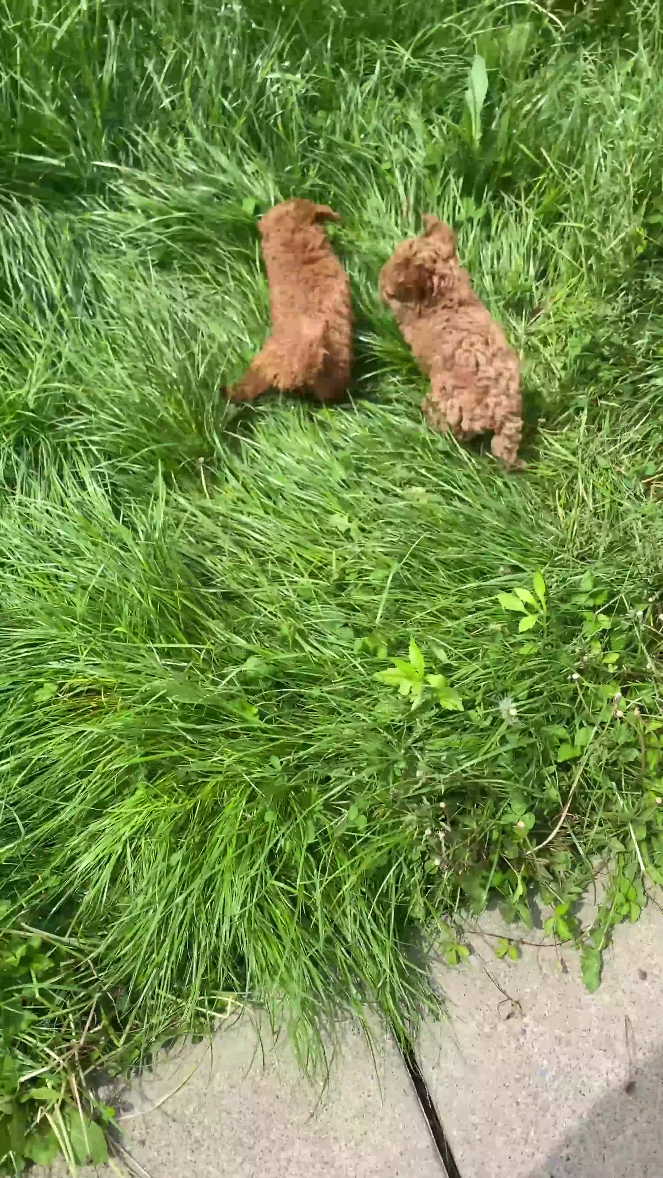 Toy Poodle dogs for sale: Loki - Video 2