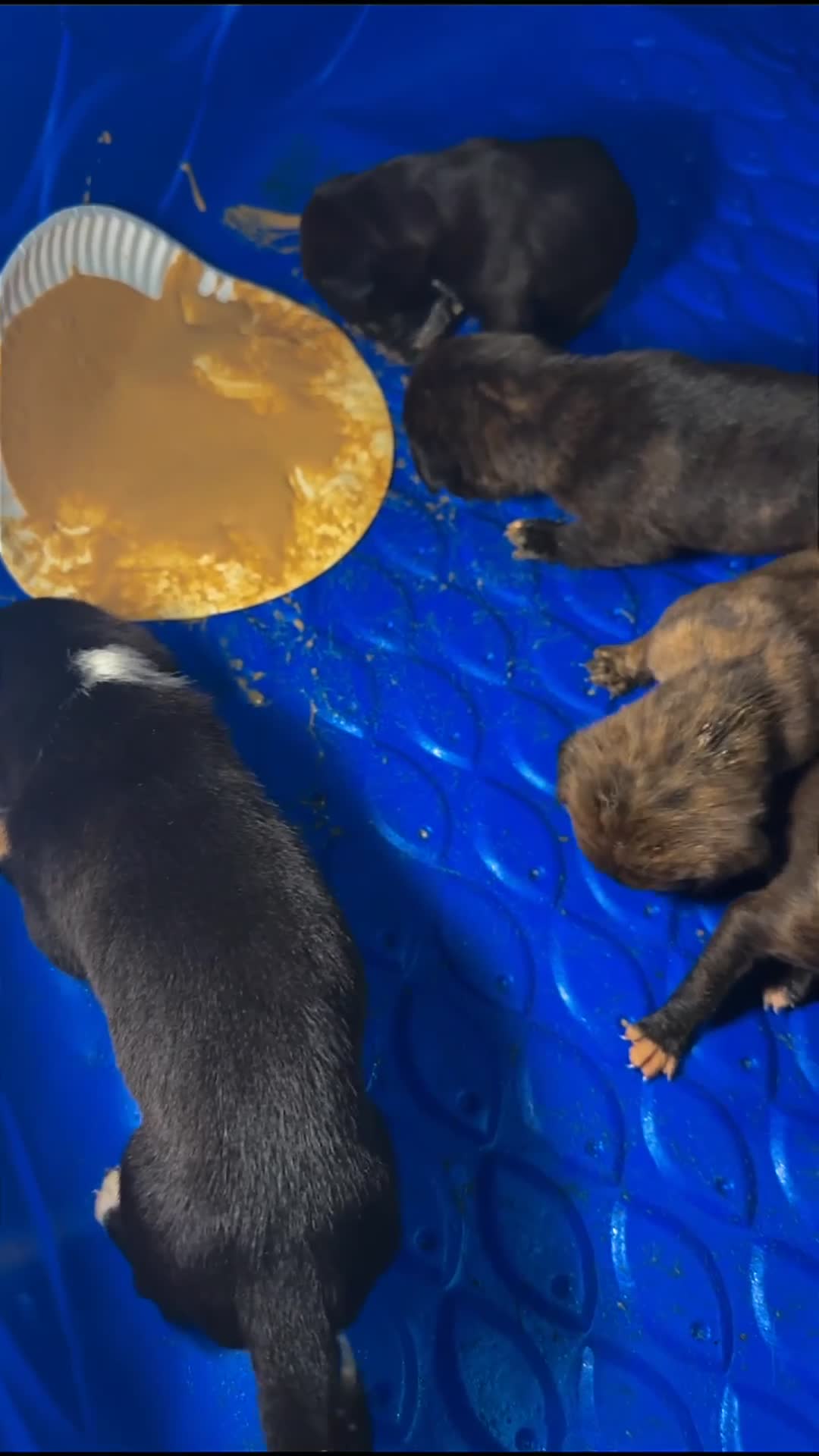 Mixed Breed dogs for sale: Mixed Breed 1 - Video 4