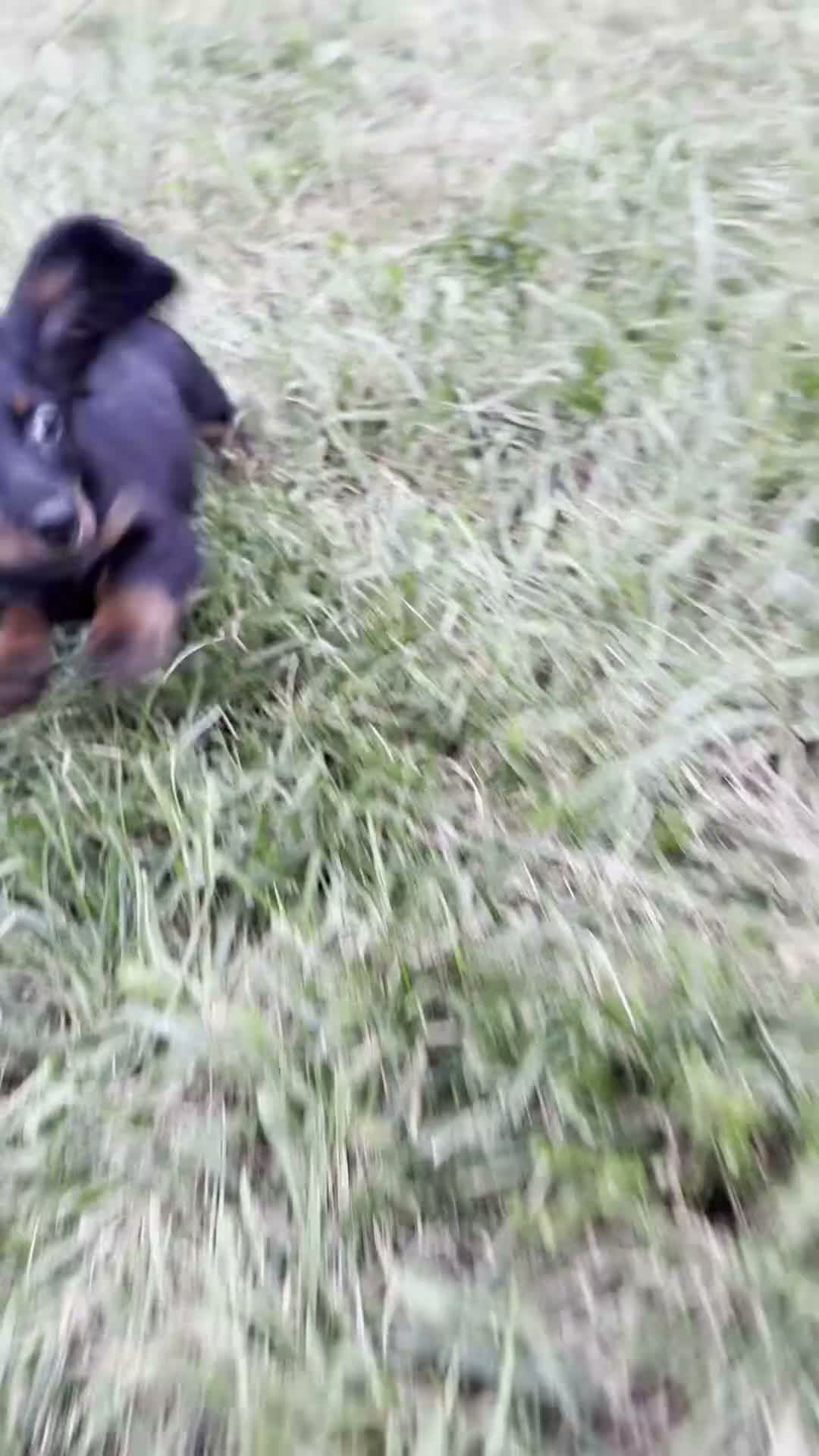 Miniature Dachshund dogs for sale: Felicia - Video 1