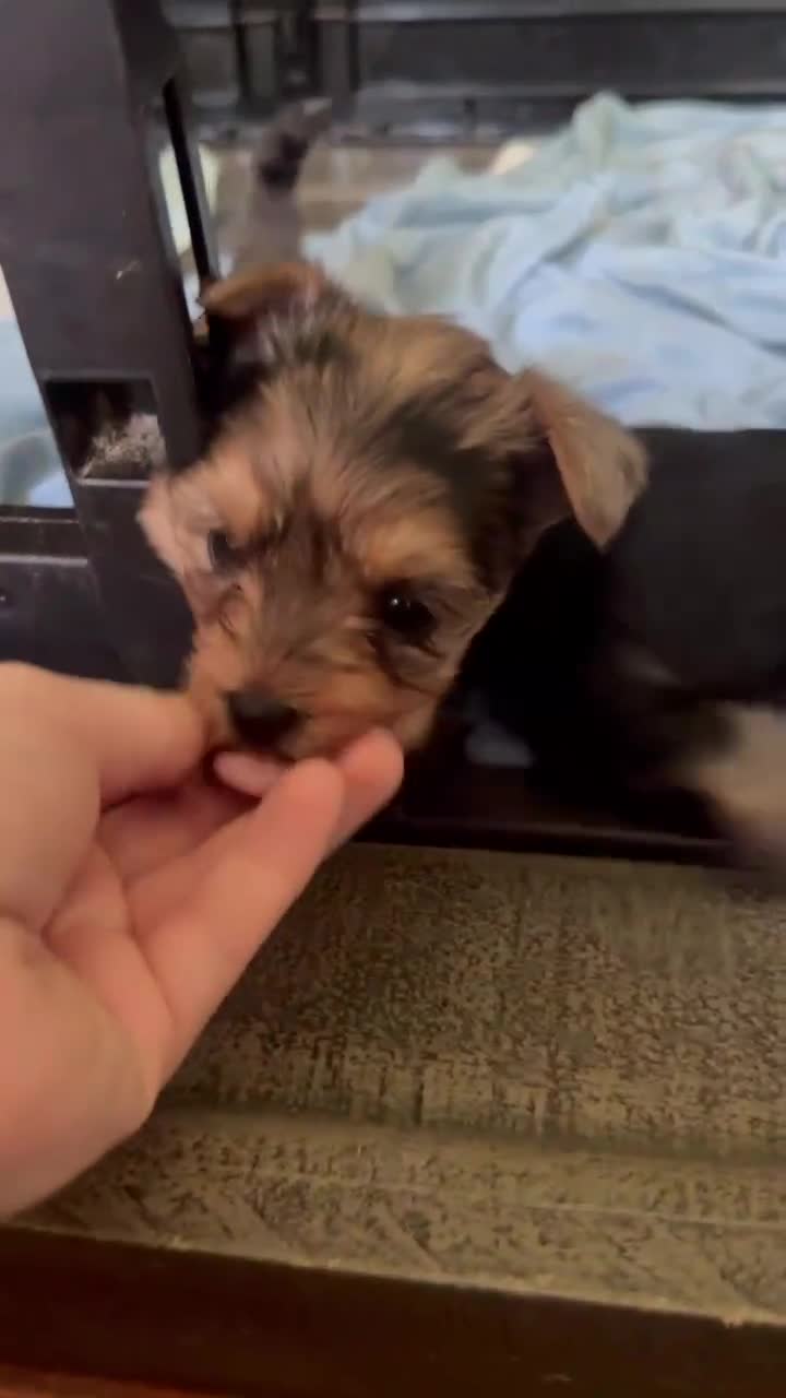 Yorkshire Terrier dogs for sale: Yorkshire Terrier 2 - Video 1