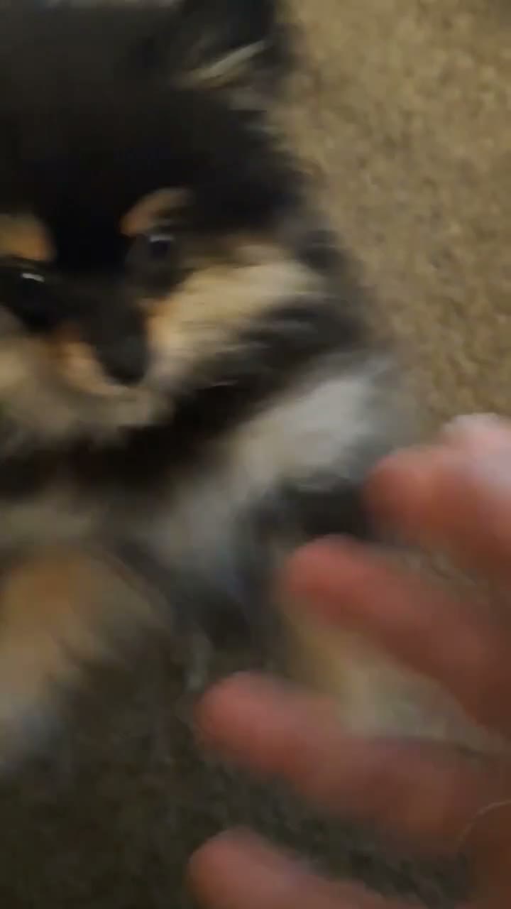 Pomeranian dogs for sale: Zues - Video 3