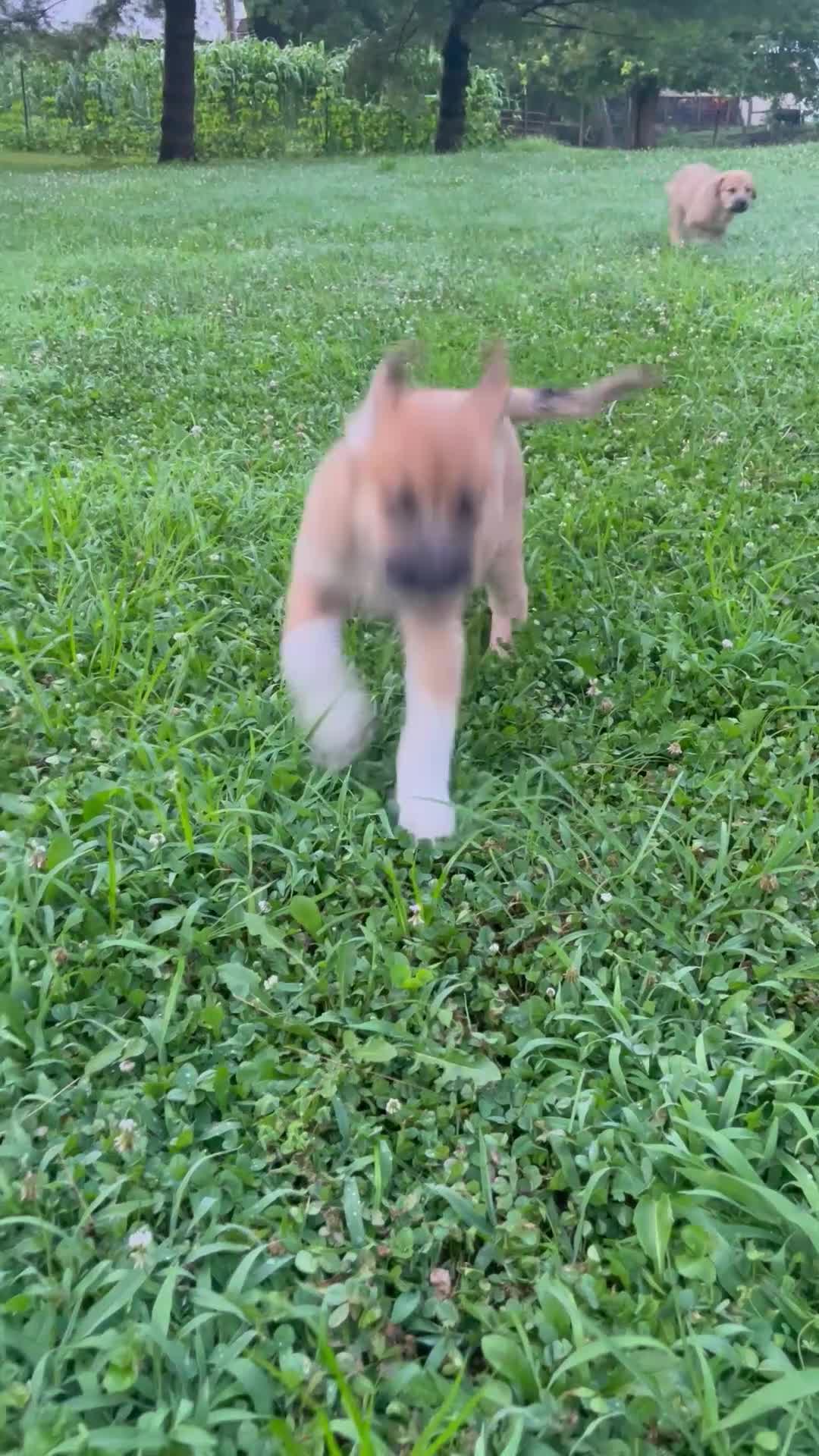 Mixed Breed dogs for sale: Sampson- $150 - Video 1