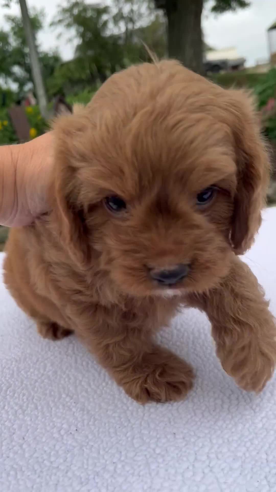 Cavapoo dogs for sale: Gage - Video 1