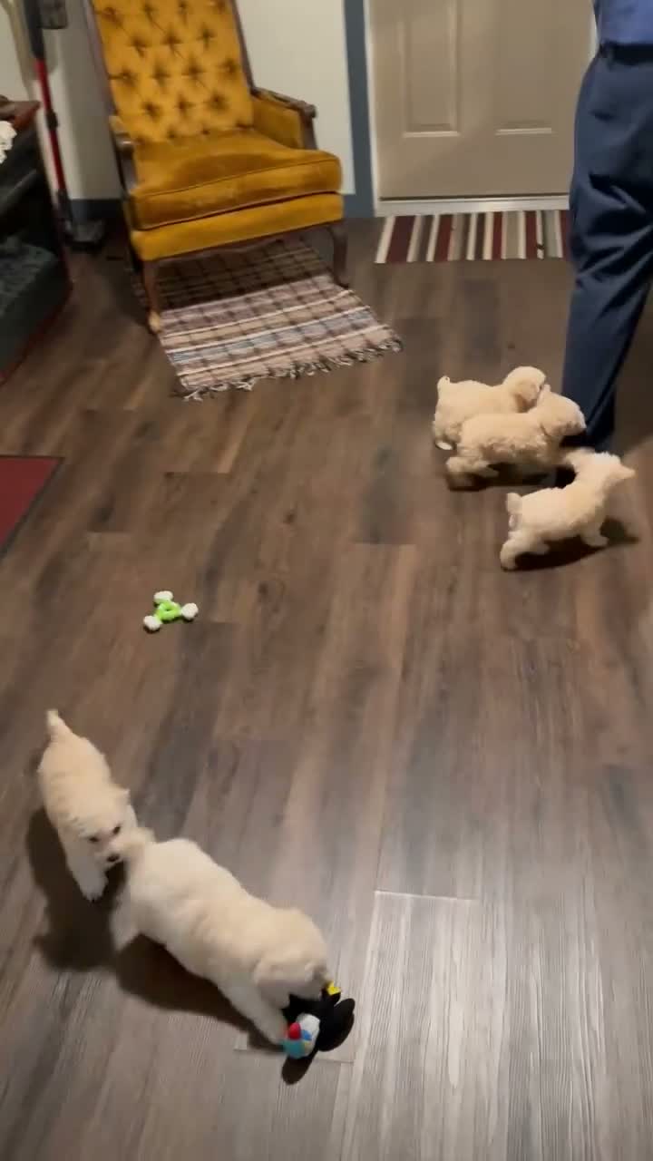 Schnoodle dogs for sale: Lacy - Video 1