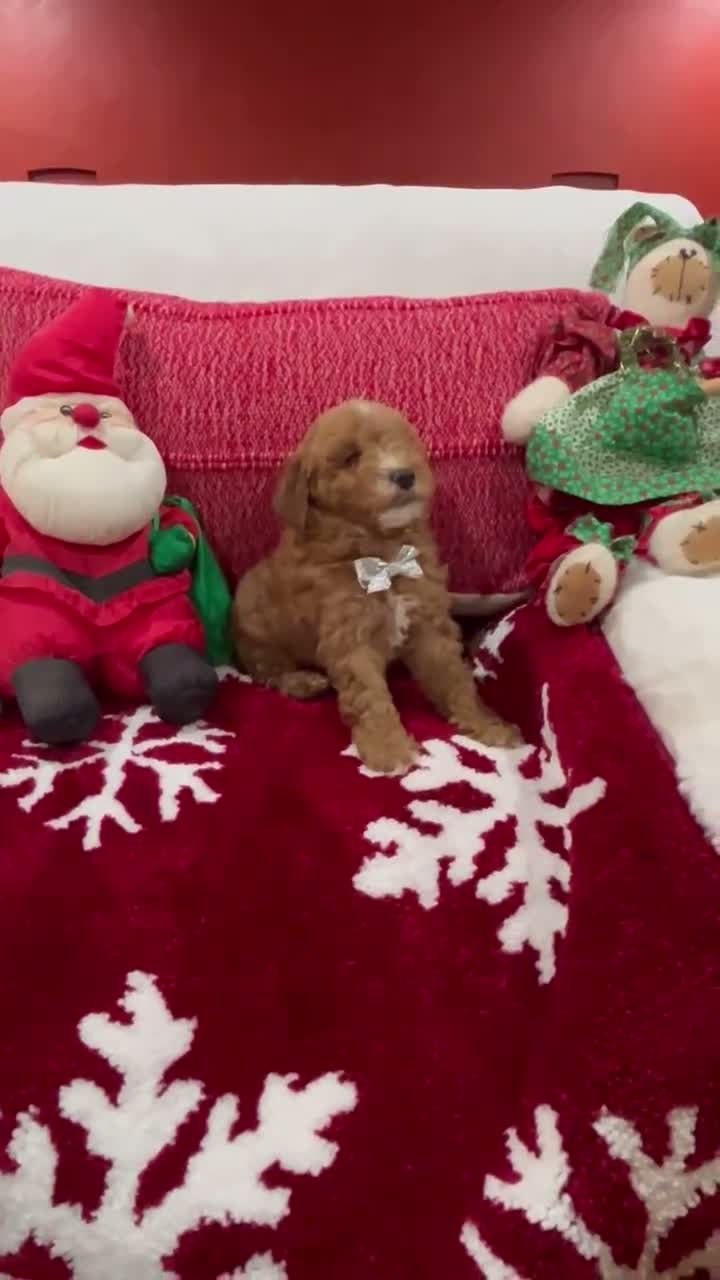 Mini Goldendoodle dogs for sale: Petite Mini Goldendoodle Mocha - Video 1