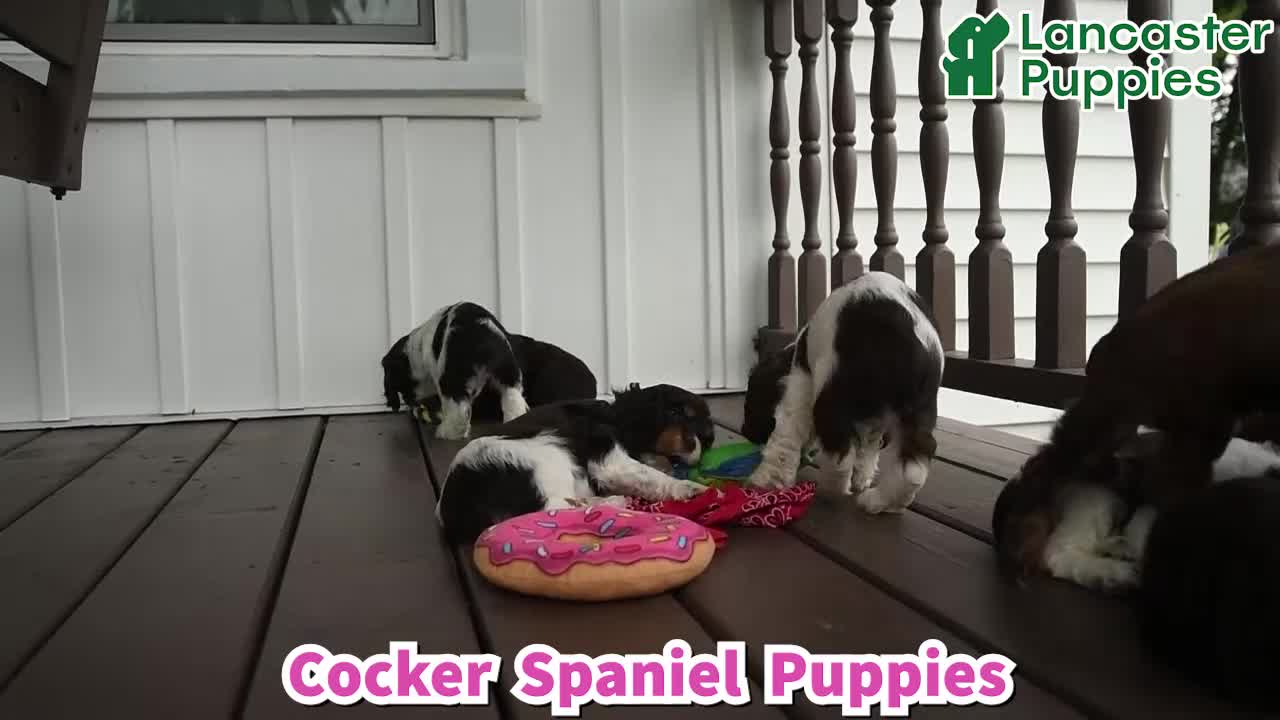 English Cocker Spaniel dogs for sale: Sarge - Video 1