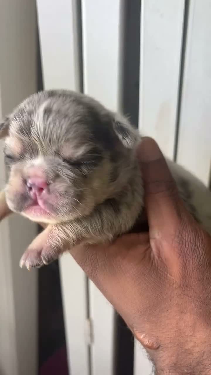 French Bulldog dogs for sale: French Bulldog 1 - Video 1