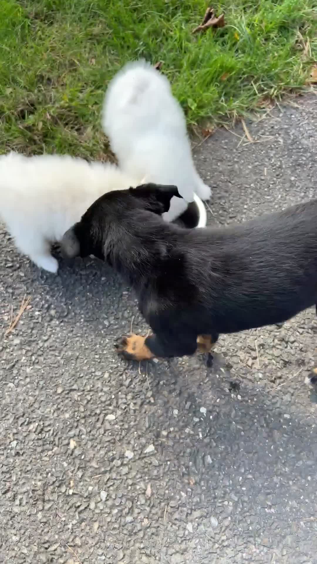 Mixed Breed dogs for sale: Jackie - Video 2