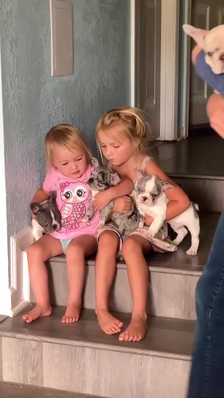 French Bulldog dogs for sale: Tipsy - Video 1