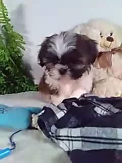 Shih Tzu dogs for sale: Cosmo - Video 1
