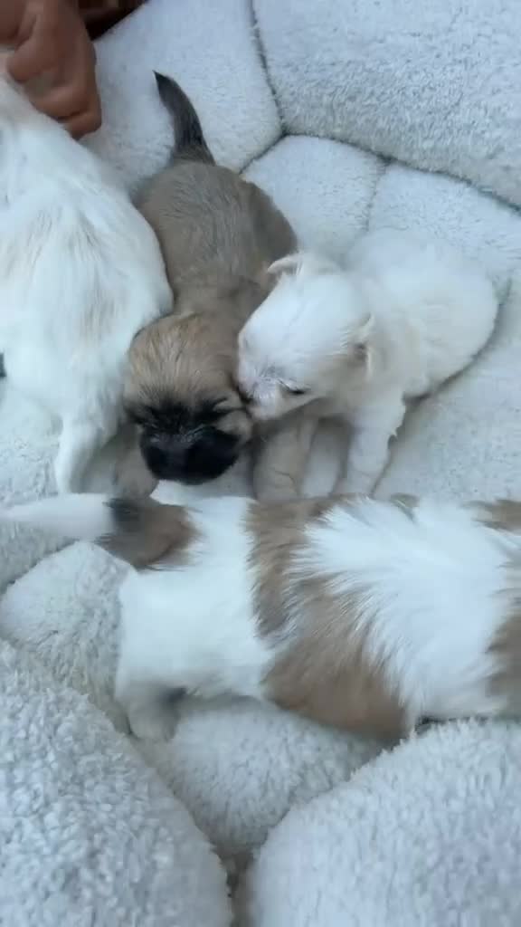 Maltese dogs for sale: Blue - Video 1