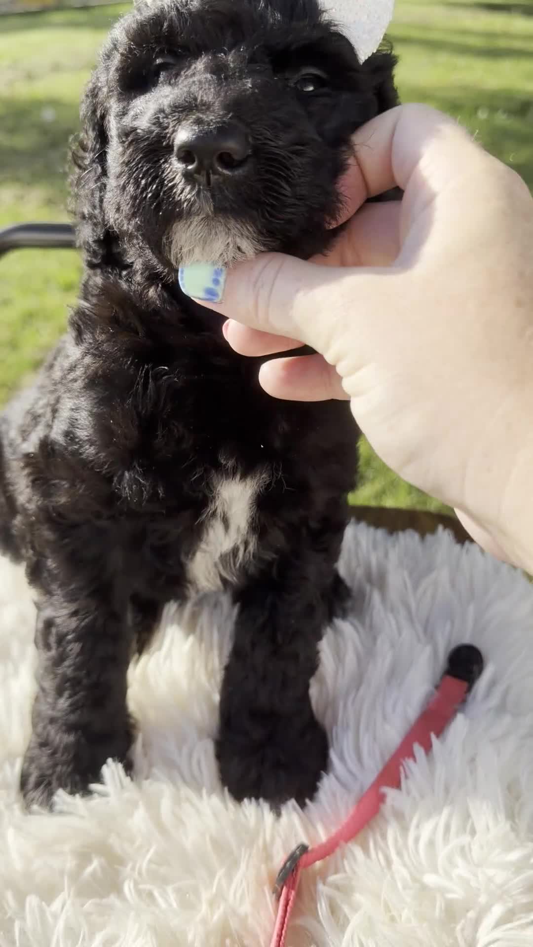 Goldendoodle dogs for sale: Maisie - F1b - Video 1
