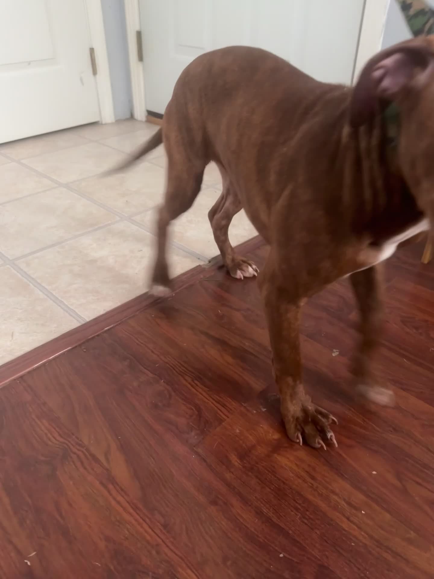 American Pit Bull Terrier dogs for sale: Peaches - Video 1