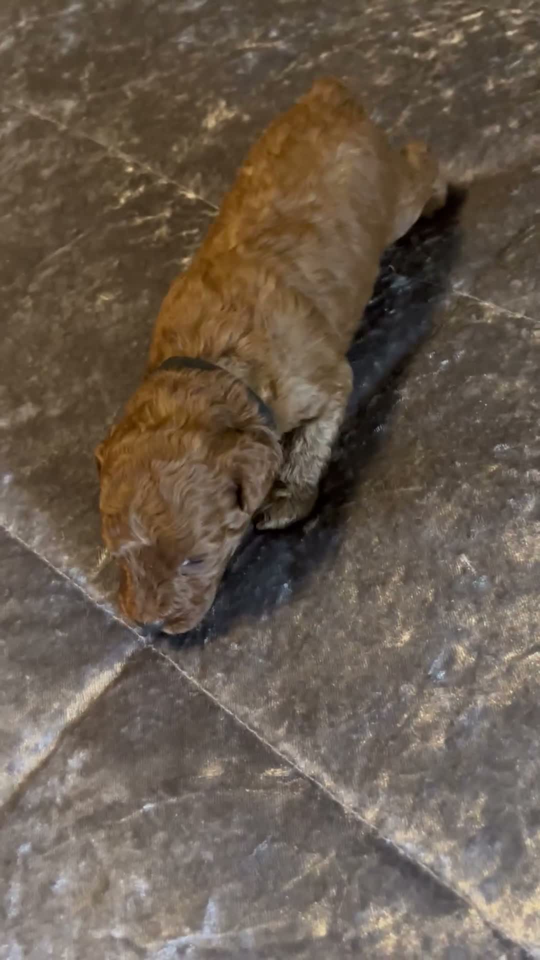 Cavapoo dogs for sale: Cavapoo 3 Black Collar - Video 1