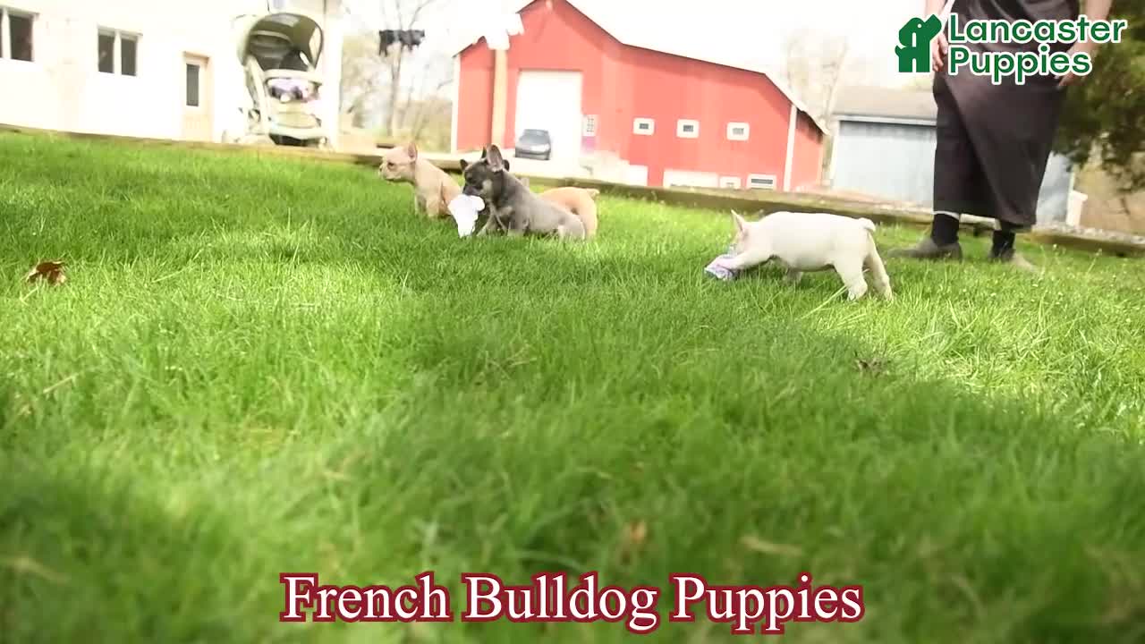 French Bulldog dogs for sale: Daisy - Video 1