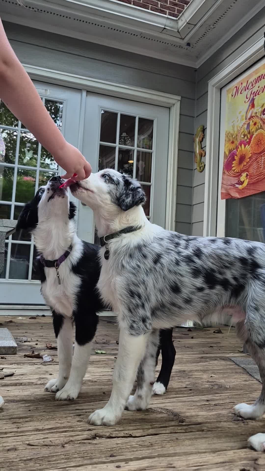 Australian Shepherd dogs for sale: River - Video 1