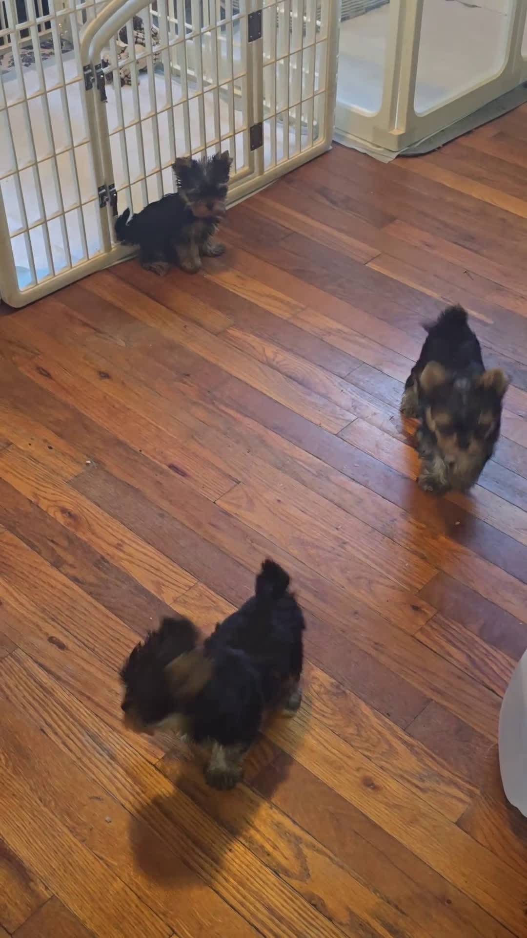 Yorkshire Terrier dogs for sale: Micro mini girl - Video 1