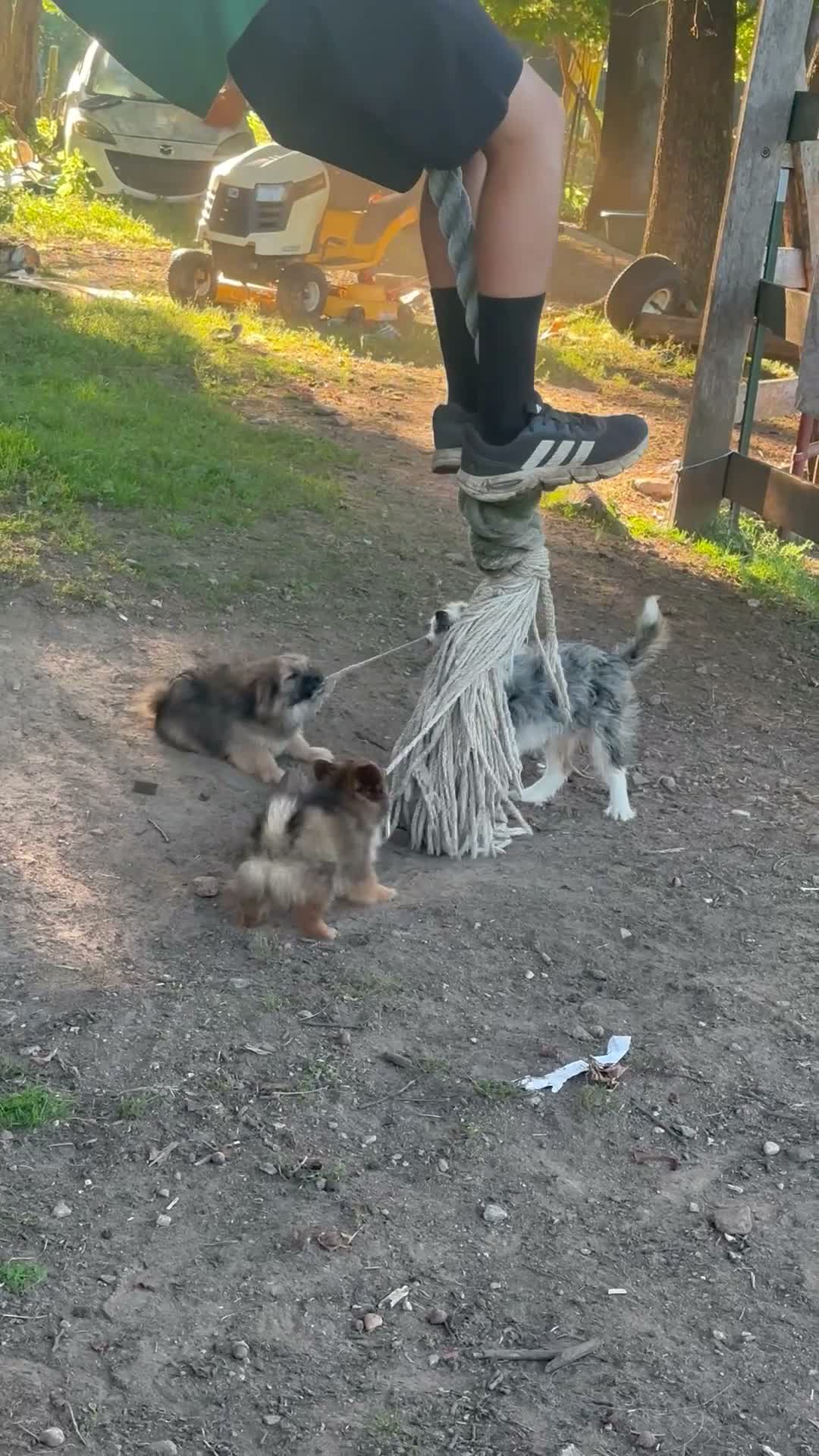 Mixed Breed dogs for sale: Pixsy (mini Chewbacca)  - Video 2