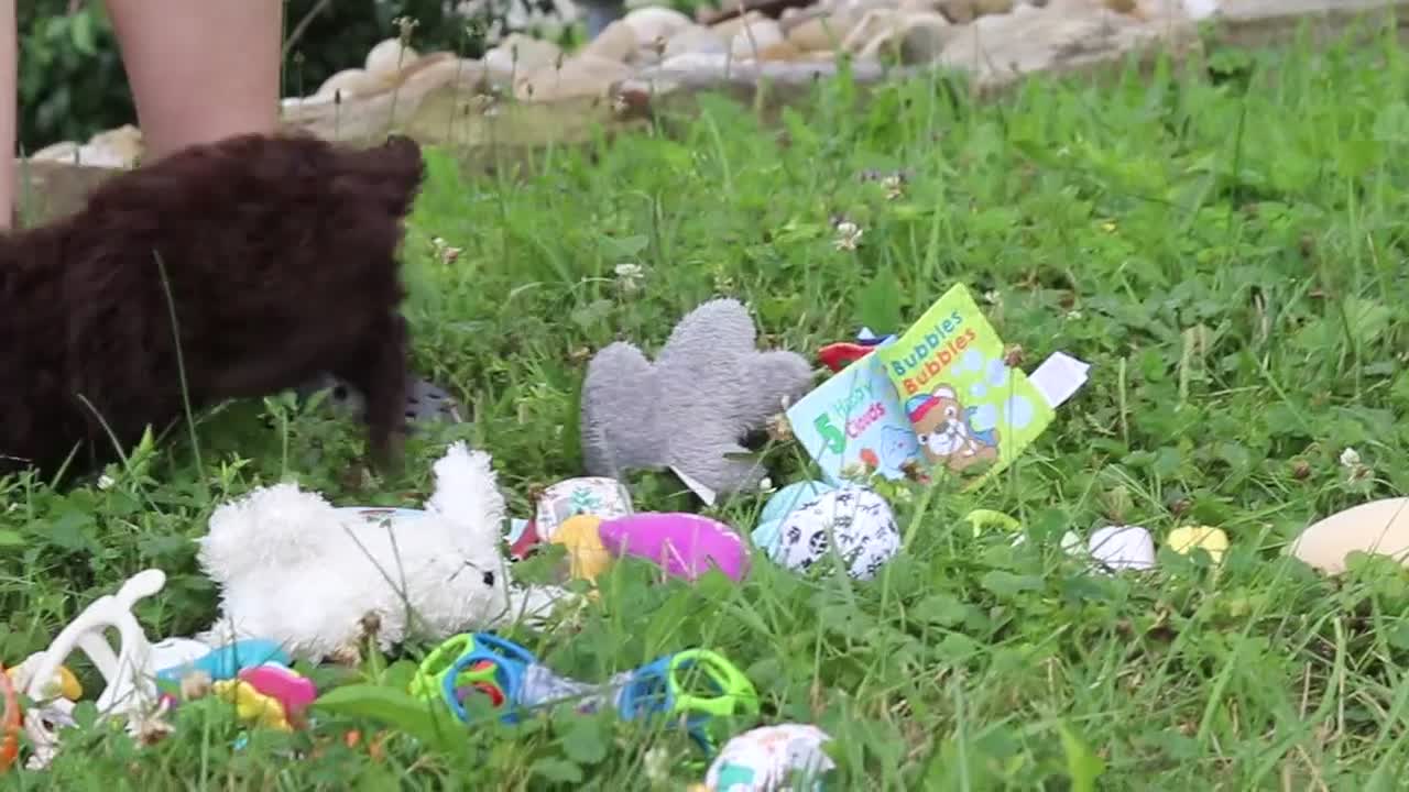Miniature Poodle dogs for sale: Copper - Video 1
