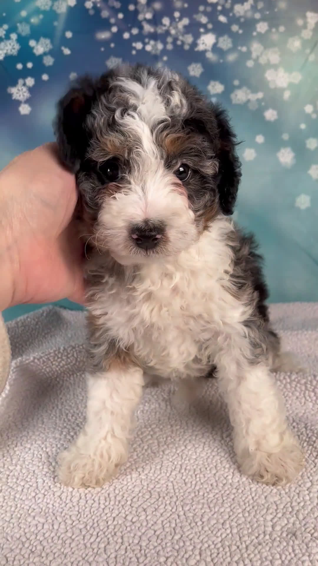 Mini Bernedoodle dogs for sale: Cheryl - Video 1