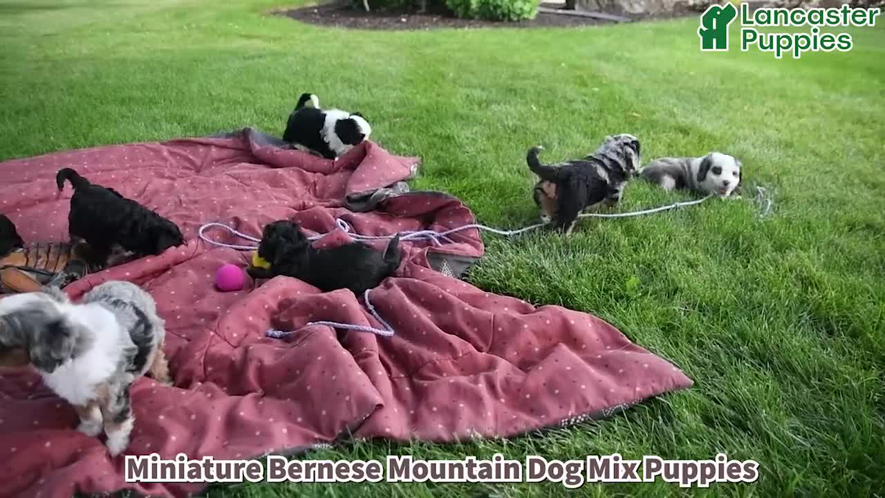 Mixed Breed dogs for sale: Munchkin  NoParti - Video 1