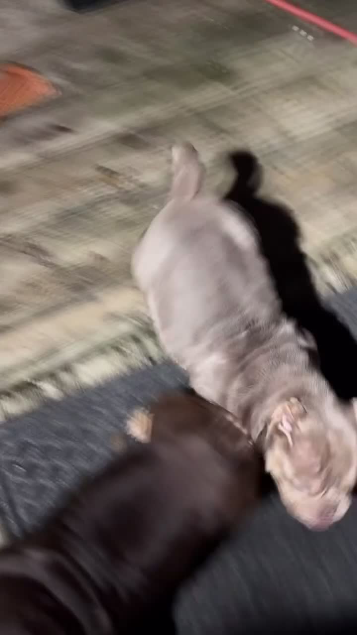American Bully dogs for sale: Princess cherry - Video 1