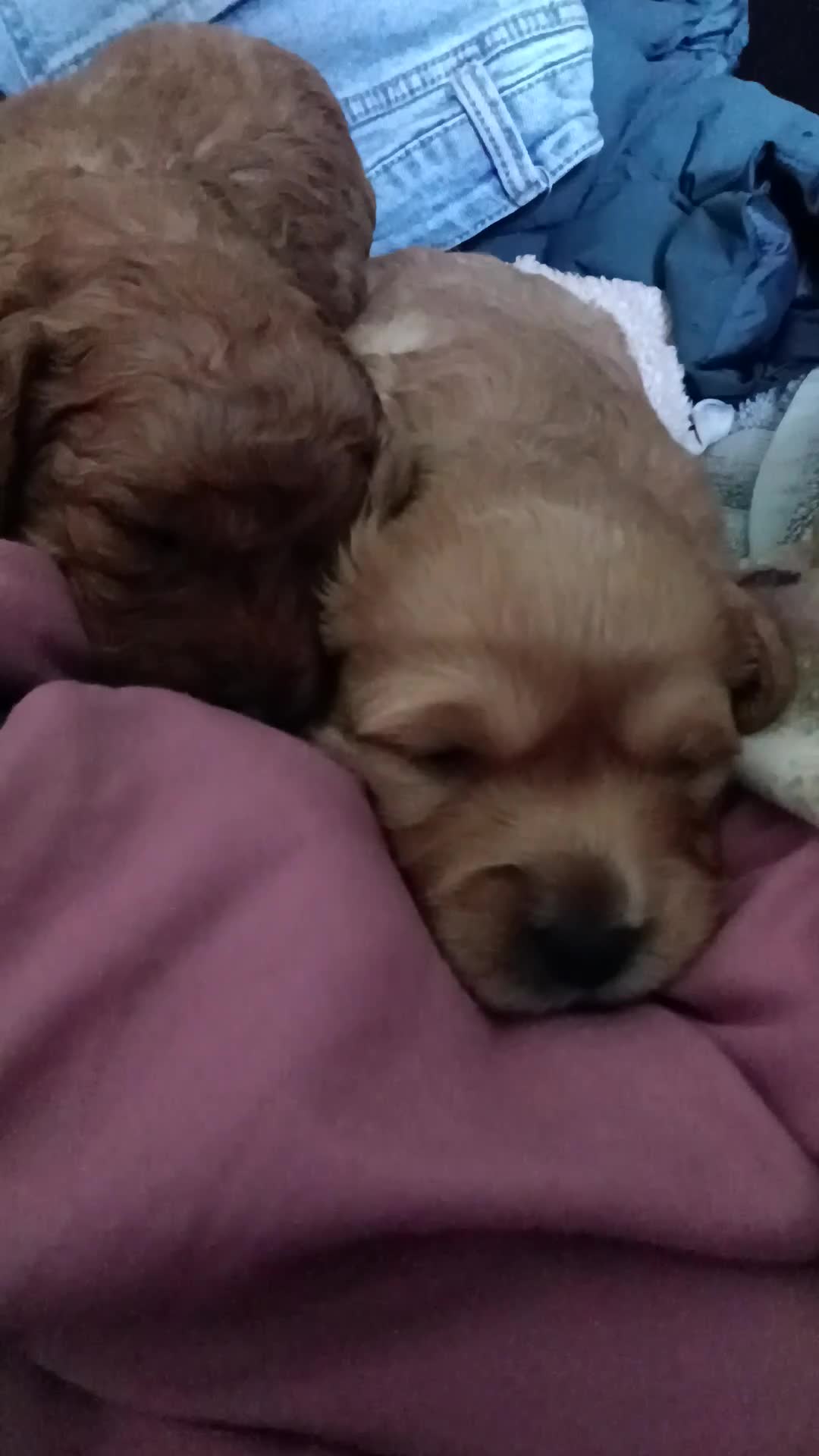 Miniature Labradoodle dogs for sale: Miniature Labradoodle Puppy 2 - Video 1