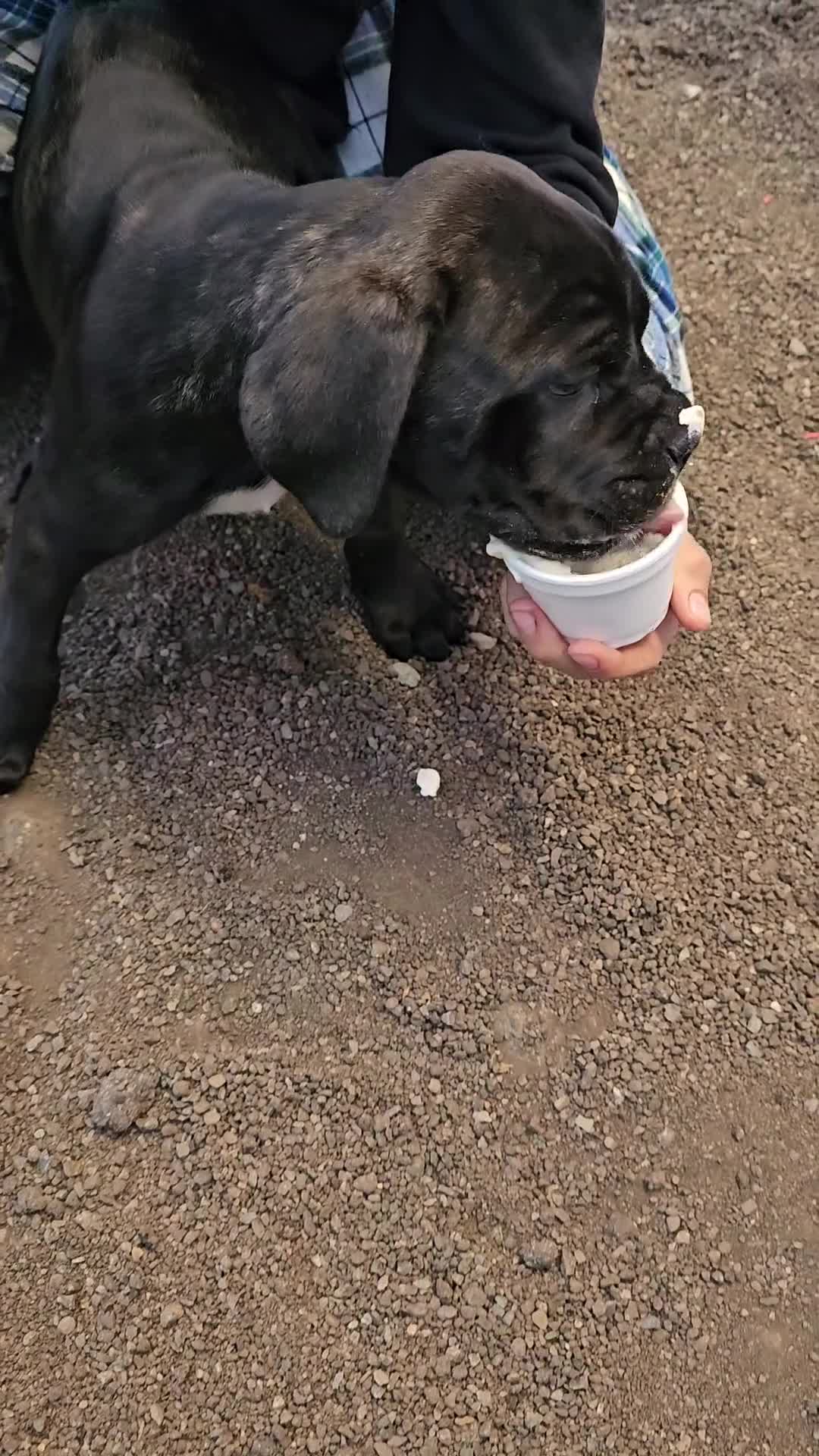 Cane Corso dogs for sale: Cane Corso Puppy 1 - Video 1