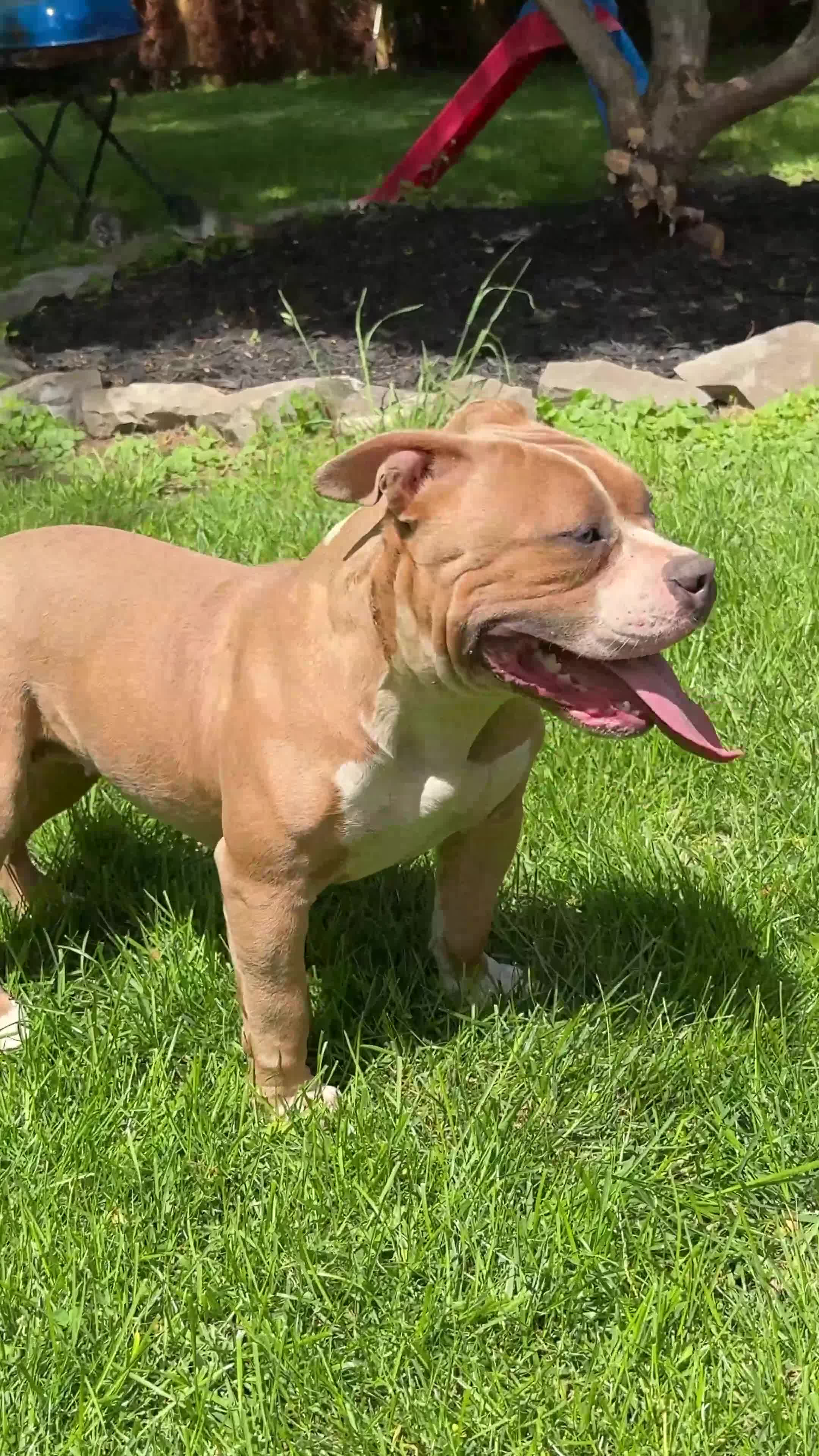 American Bully dogs for sale: sonya - Video 1