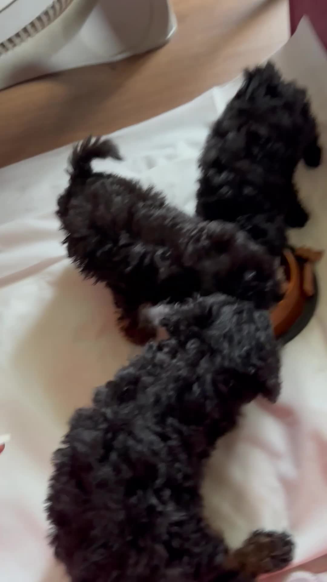 Toy Poodle dogs for sale: luna - Video 2