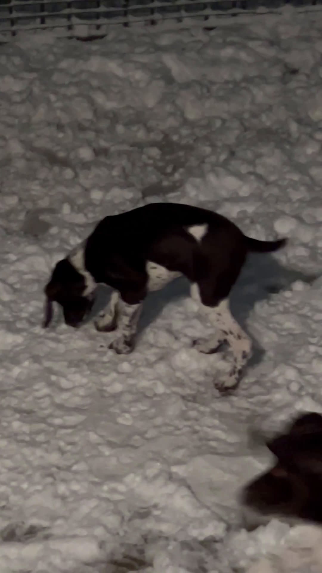 German Shorthaired Pointer dogs for sale:  Puppy 1 - Video 1