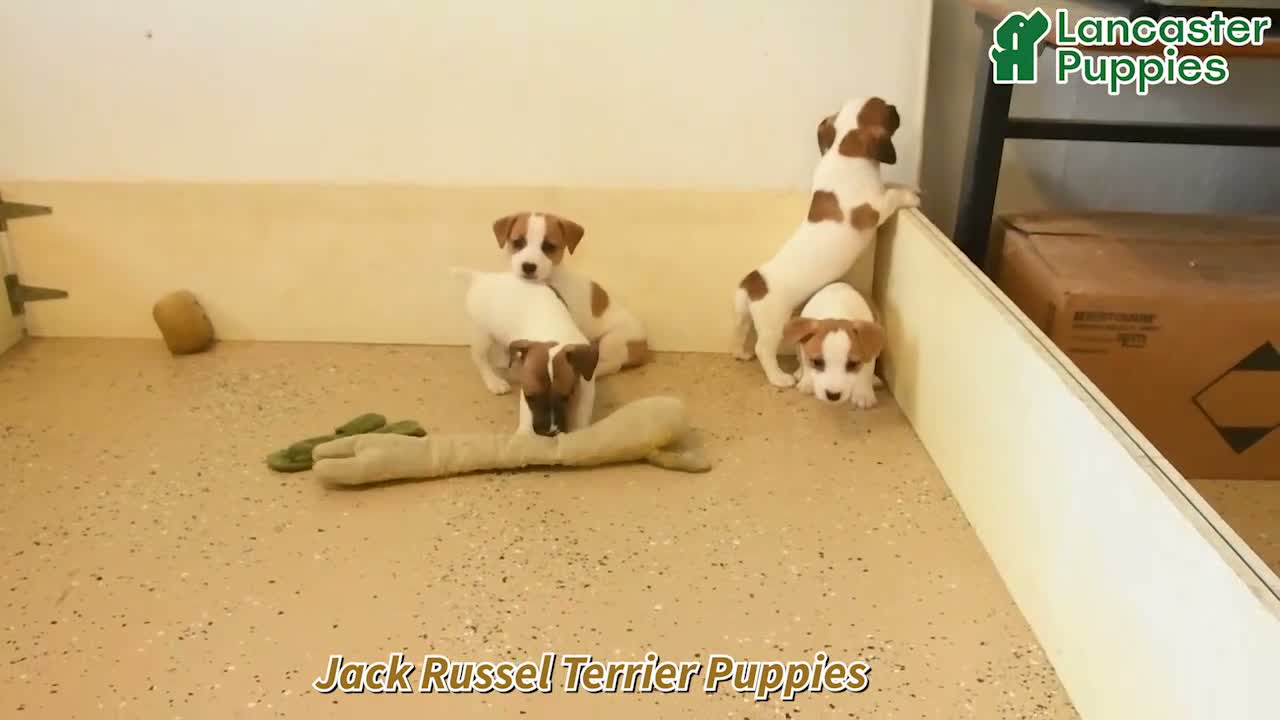 Jack Russell Terrier dogs for sale: Roleno - Video 1