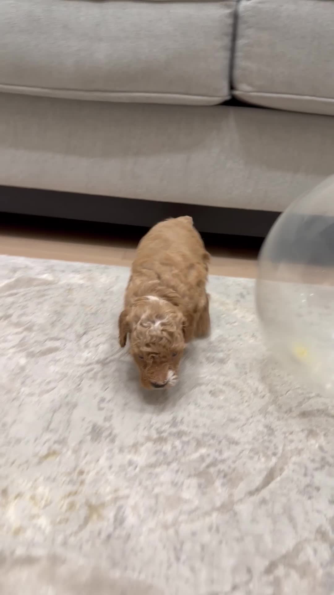 Miniature Poodle dogs for sale: SPOT - Video 1