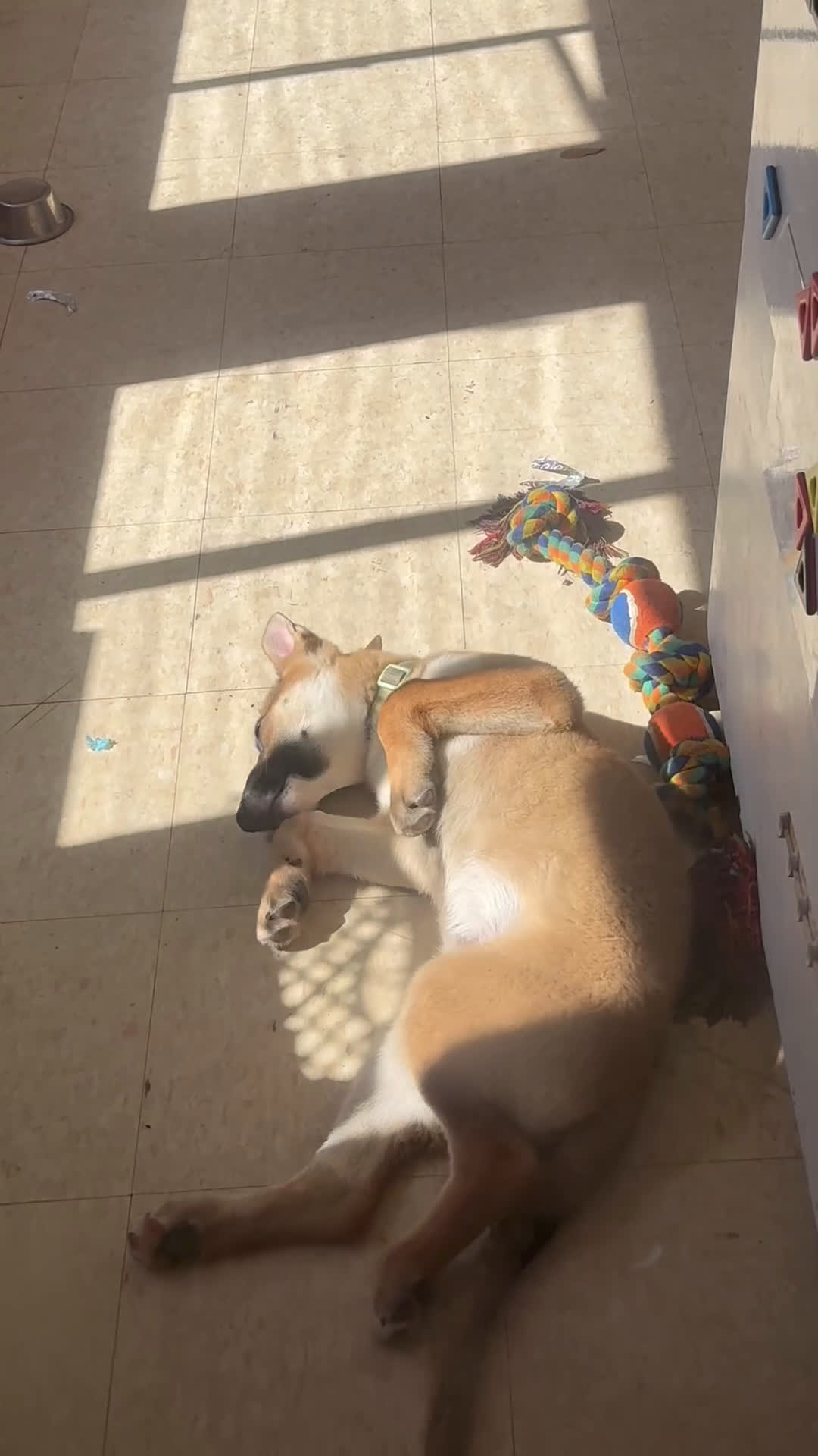 German Shepherd dogs for sale: German Shepherd Puppy 2 - Video 1