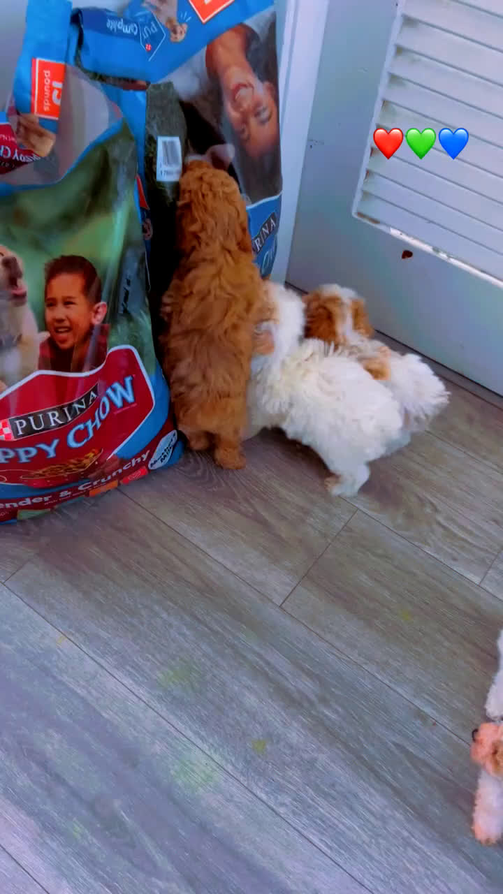 Toy Poodle dogs for sale: Toy Poodle Puppy 2 - Video 1