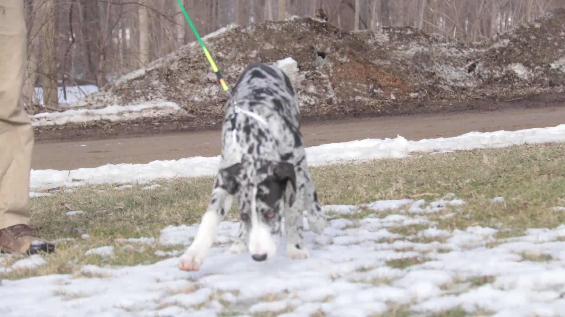 Great Dane dogs for sale: Lorelai - Video 1