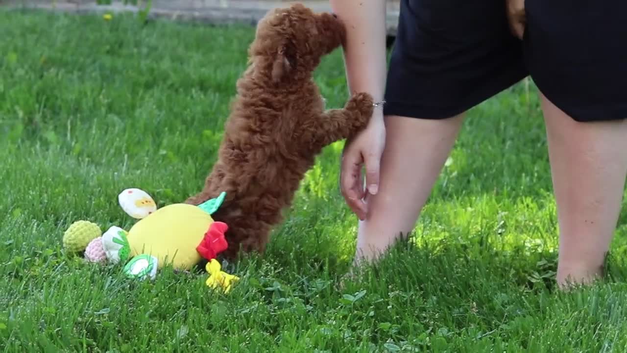 Miniature Poodle dogs for sale: Apollo - Video 1