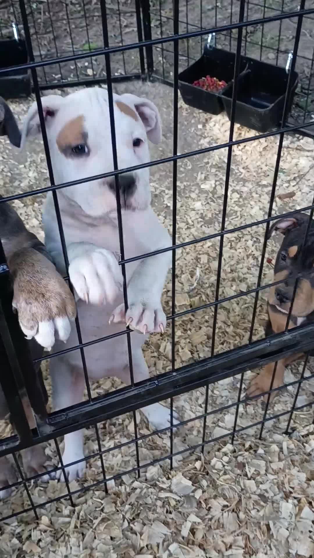 American Bully dogs for sale: Fiona - Video 1