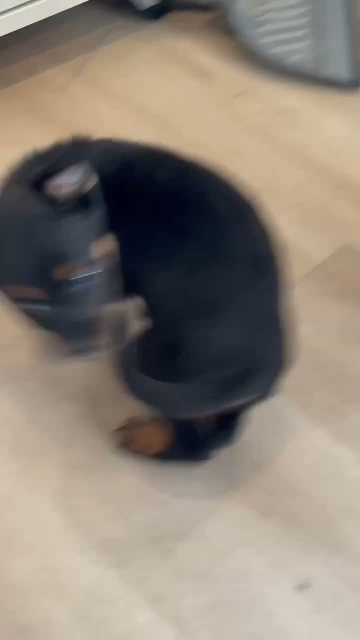 Mixed Breed dogs for sale: boy 3 Constantine - Video 1