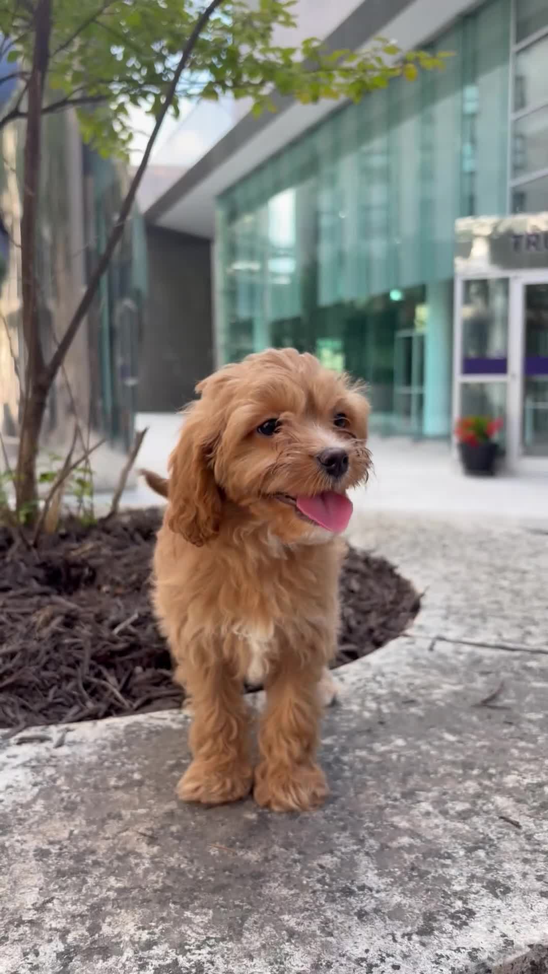 Cavapoo dogs for sale: Sky - Video 1