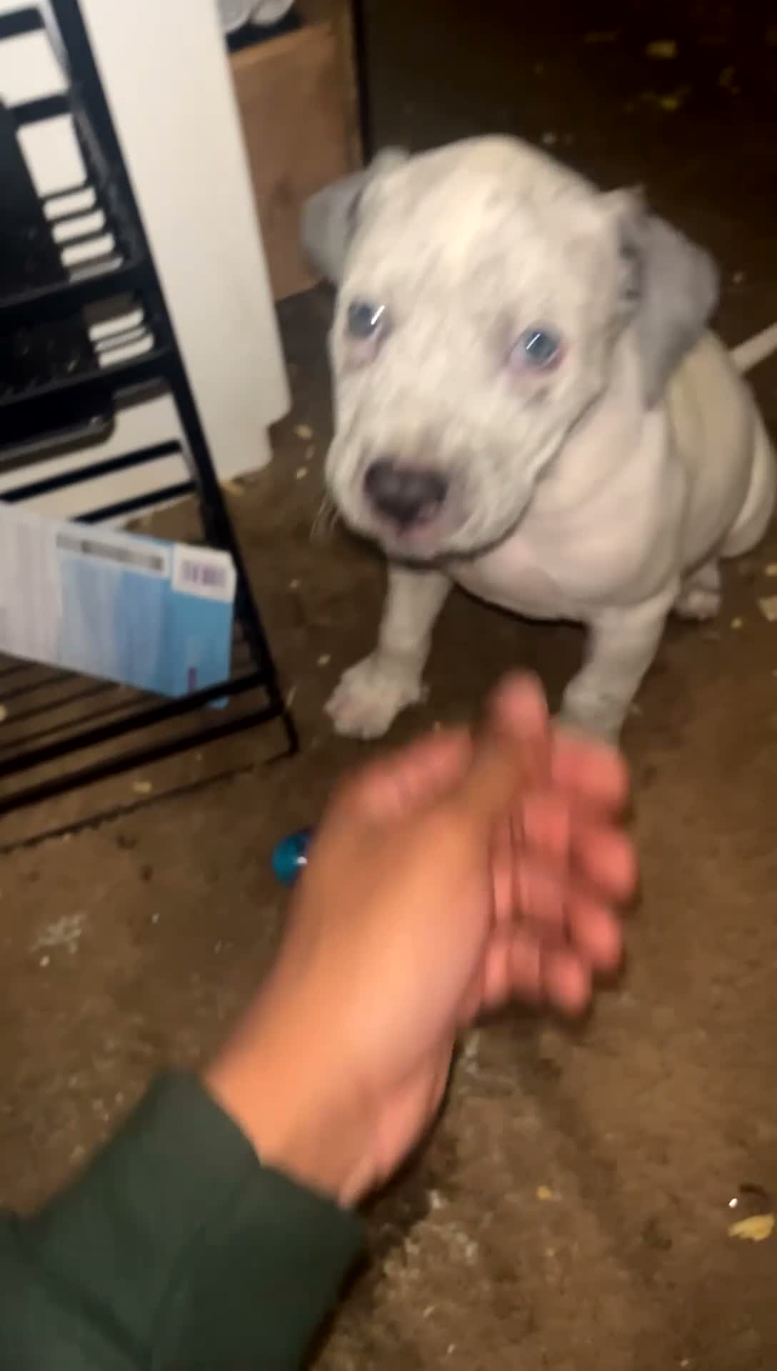 Mixed Breed dogs for sale: Mixed Breed 1 - Video 2