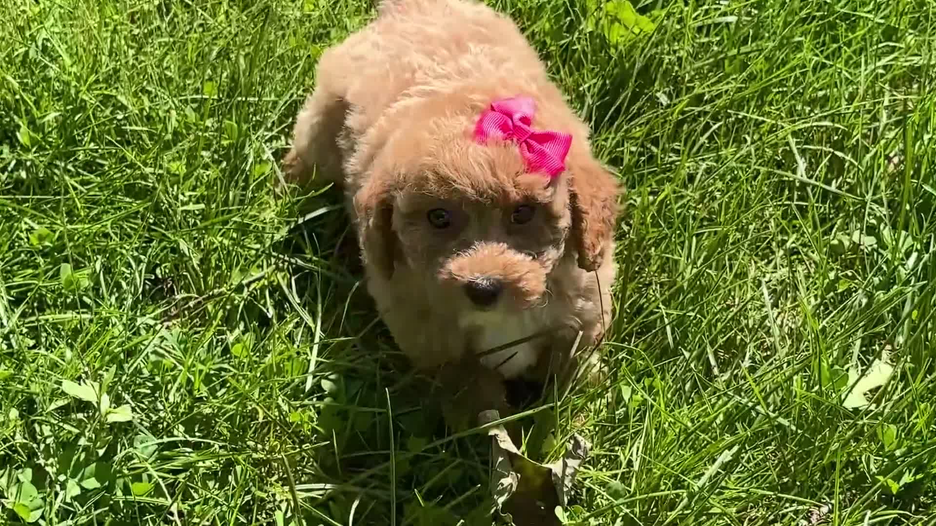 Maltipoo dogs for sale: Skye - Video 1