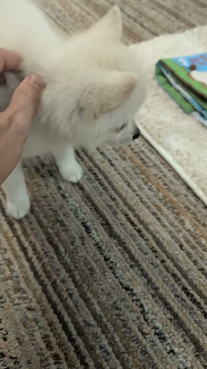 Pomsky dogs for sale: Penny - Video 1