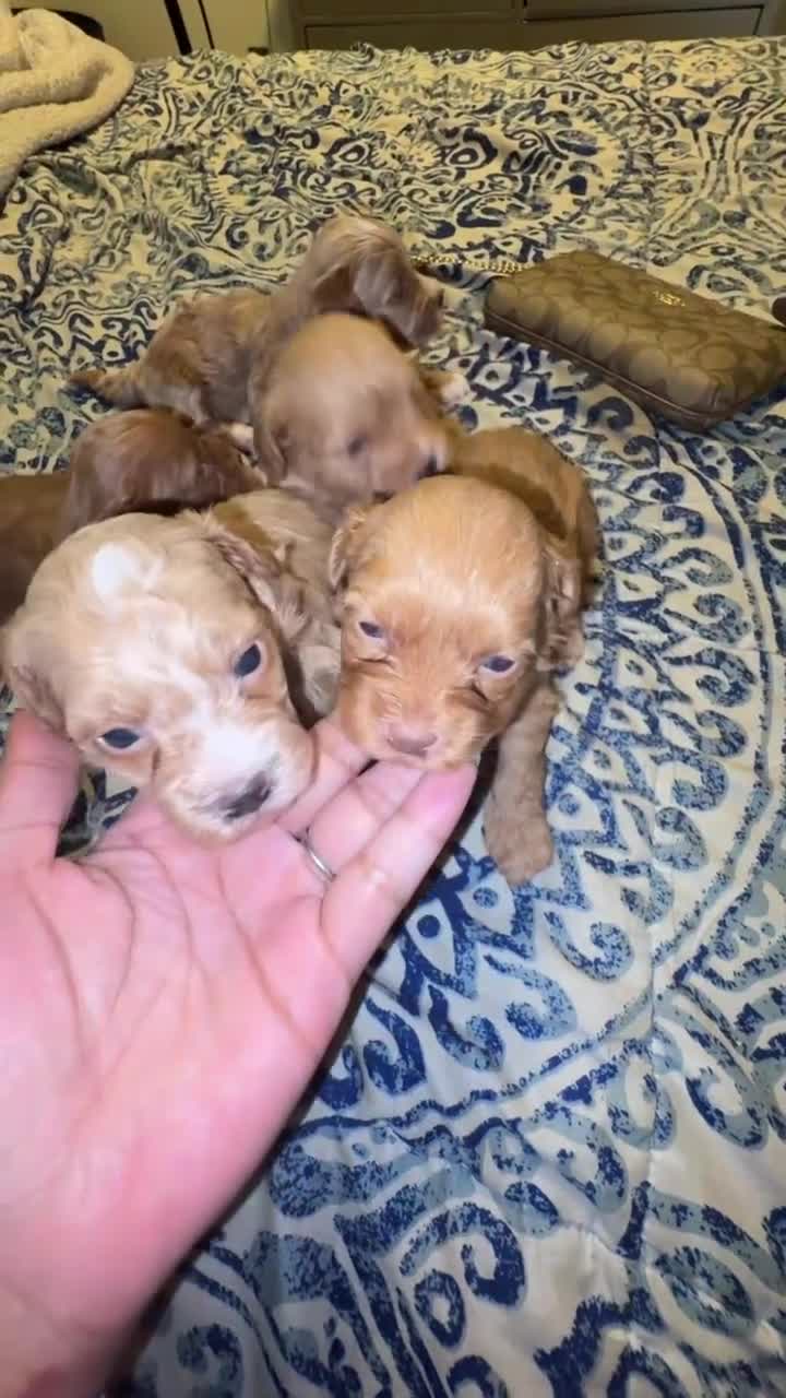 Shihpoo dogs for sale: Bentley  - Video 2