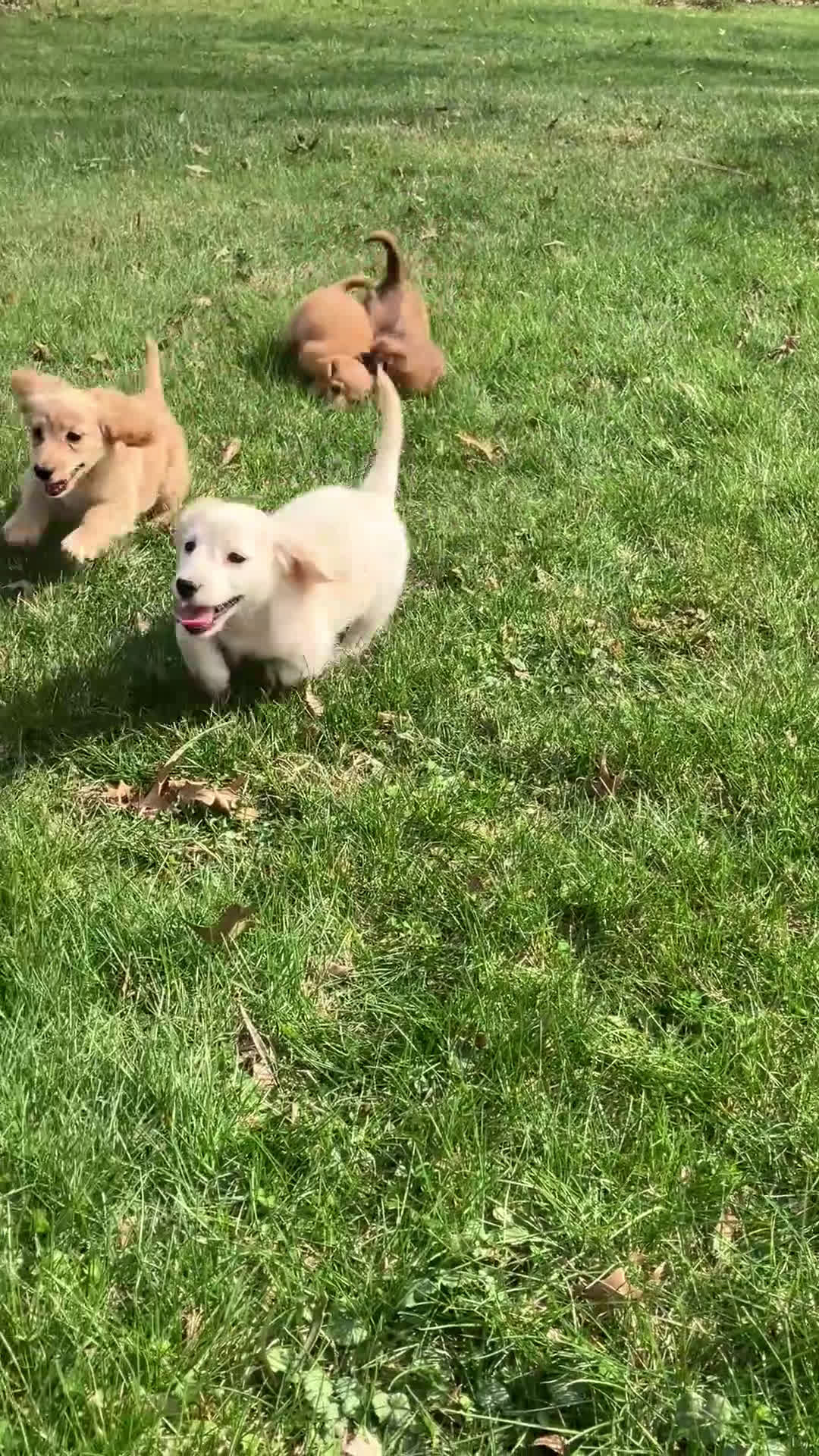 Miniature Dachshund dogs for sale: BABY KIWI OF SAINT CLOVERVILLE - Video 2