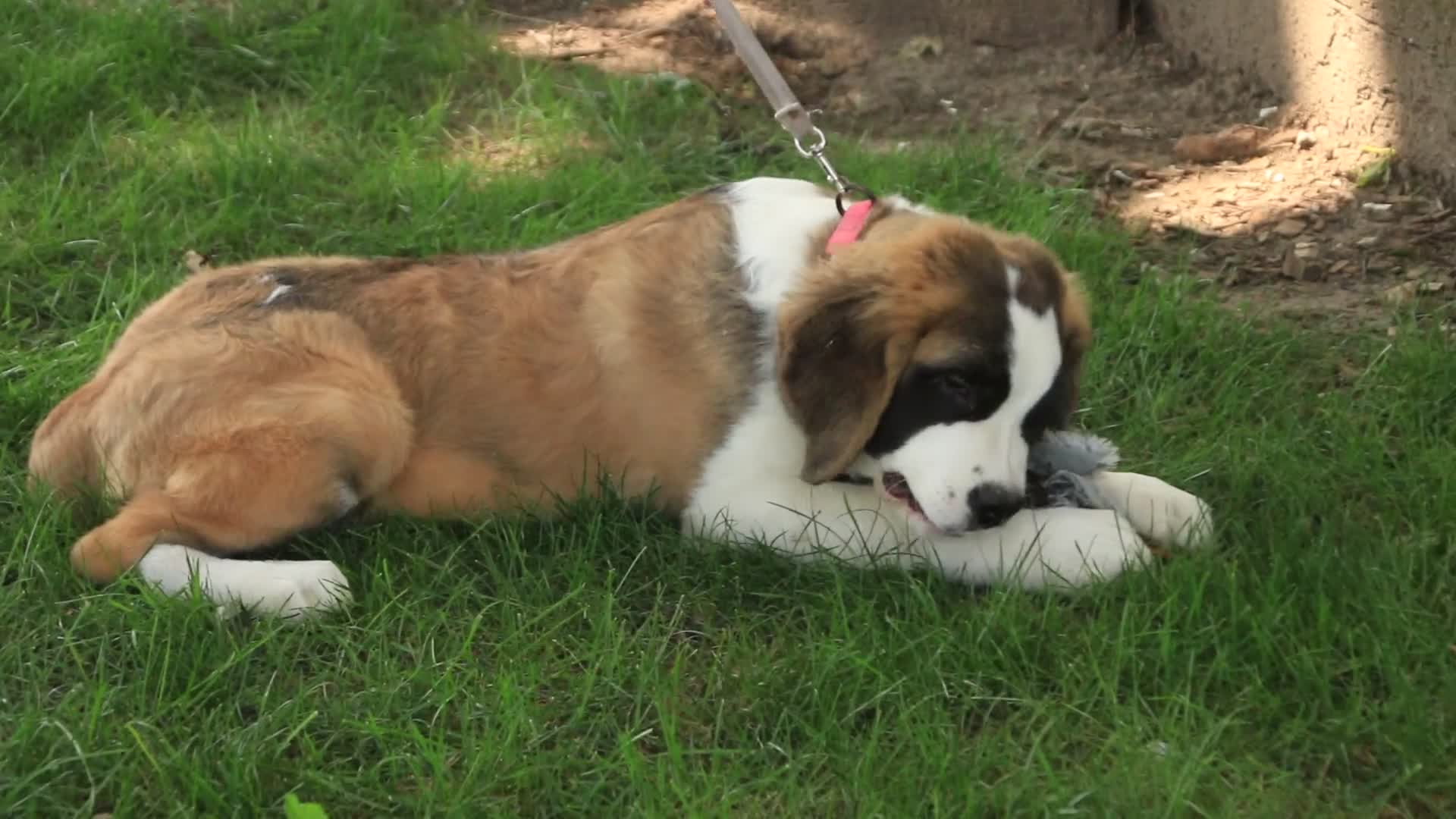 Saint Bernard dogs for sale: Wendeline Saint Bernard  - Video 1